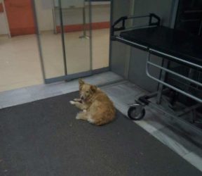 Η σκυλίτσα… Χάτσικο έξω από το νοσοκομείο του Βόλου