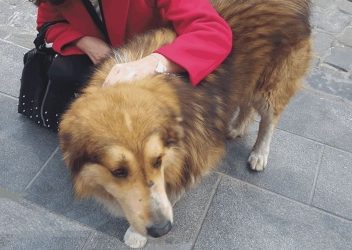 Θεσσαλονίκη: Χτύπησαν άγρια τον σκύλο-μασκότ στα Λαδάδικα (ΦΩΤΟ)