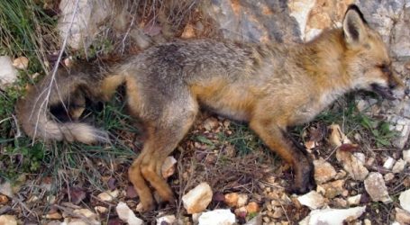 Εβρος: Δηλητηρίασαν με δολώματα σκύλους και άγρια ζώα