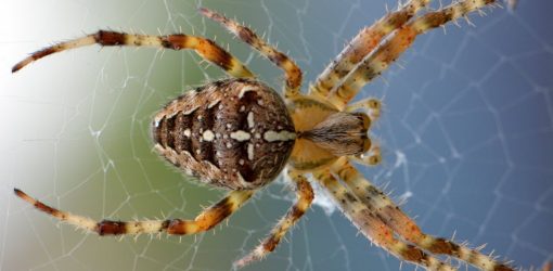 Θανατηφόρες αράχνες απειλούν την Αυστραλία