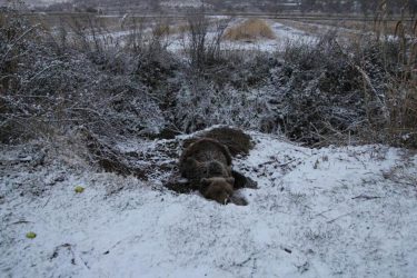 Αρκούδα στις Πρέσπες έμεινε 4 ημέρες παγιδευμένη σε παγίδα για αγριογούρουνα (ΦΩΤΟ)