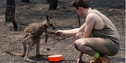 Στην κόλαση της Αυστραλίας: Όταν τα ζώα εμπιστεύθηκαν ξανά τον άνθρωπο (ΦΩΤΟ)