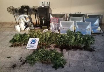 Θεσσαλονίκη: Αστυνομικός σκύλος ανακάλυψε 55 δενδρύλλια κάνναβης σε σπίτι! (ΒΙΝΤΕΟ & ΦΩΤΟ)