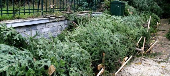 Θεσσαλονίκη: 6,5 τόνοι από χριστουγεννιάτικα δέντρα συγκεντρώθηκαν και θα ανακυκλωθούν