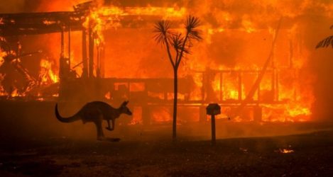 Αυστραλία: Τρία δισεκατομμύρια ζώα κάηκαν στις πυρκαγιές