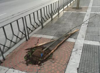 Θεσσαλονίκη: Ξερίζωσαν δεντράκια στο κέντρο ! (ΦΩΤΟ)