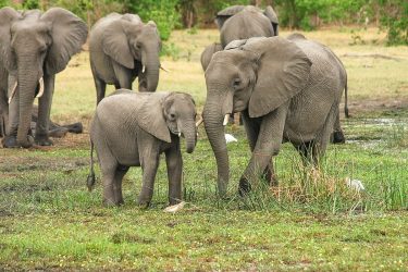 Μελέτη έδειξε ότι οι ελέφαντες πενθούν σαν τους ανθρώπους (ΒΙΝΤΕΟ)