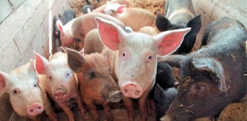Στην Νικόκλεια Σερρών το πρώτο κρούσμα αφρικανικής πανώλης των χοίρων (ΒΙΝΤΕΟ)
