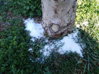 Θεσσαλονίκη: Εριξαν χοντρό αλάτι σε δέντρα στην παραλία