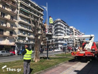 Θεσσαλονίκη: Αιωνόβια ελαιόδεντρα φυτεύονται στην Αγγελάκη (ΦΩΤΟ)