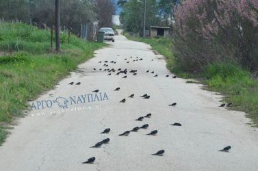 Ελλάδα: Μεταναστευτικά πουλιά νεκρά ή εξουθενωμένα σε δρόμους και πλατείες (ΦΩΤΟ)