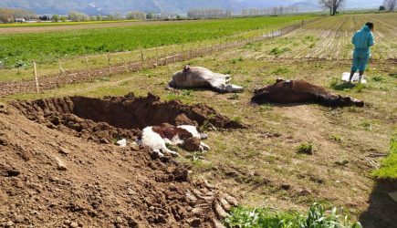 Ανησυχία σε Δράμα και Καβάλα για τις μαζικές δηλητηριάσεις ζώων