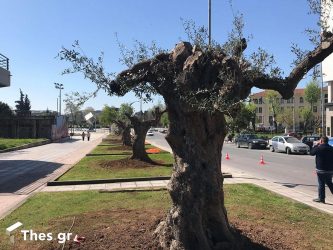 Θεσσαλονίκη: Αιωνόβιες ελιές φυτεύτηκαν στην οδό Αγγελάκη (ΒΙΝΤΕΟ & ΦΩΤΟ)