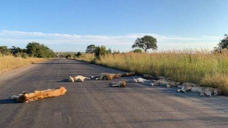 Απίστευτες εικόνες: Λιοντάρια κοιμούνται στους έρημους δρόμους (ΦΩΤΟ)