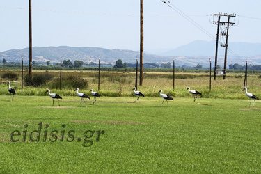 Πελαργοί παίζουν…. μπάλα σε γήπεδο στο Κιλκίς (ΦΩΤΟ)