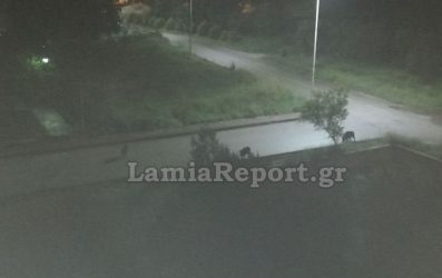 Περίπου 70 αγριογούρουνα «έκοβαν» βόλτα στη Λαμία! (ΦΩΤΟ)