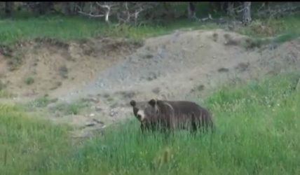 Φλώρινα: Αρκούδα… βγήκε για φαγητό στο Νυμφαίο (ΒΙΝΤΕΟ)