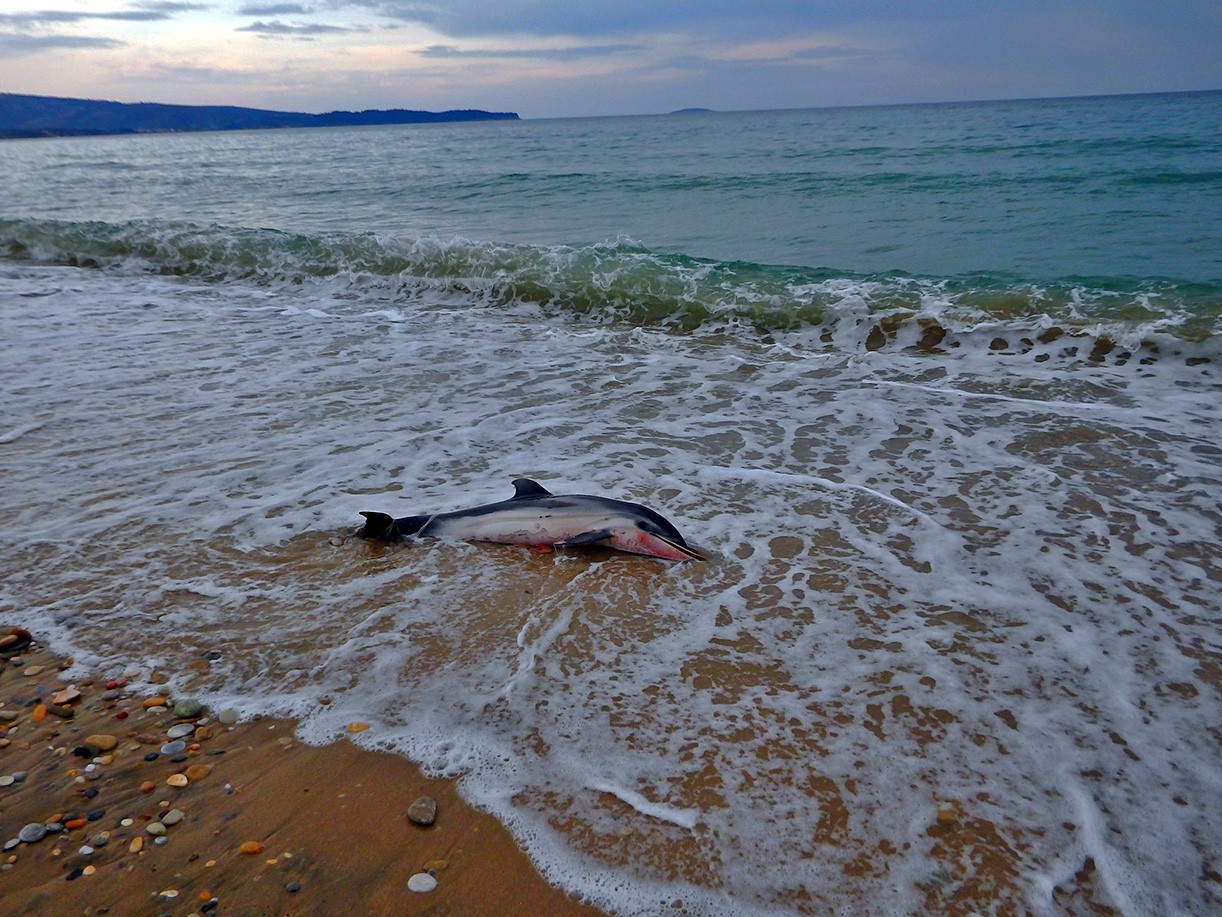 δελφίνι Θάσος νεκρό