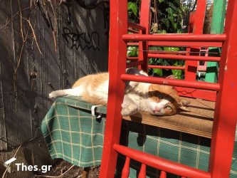 Πώς θα γλιτώσετε τη γάτα σας από την αφυδάτωση