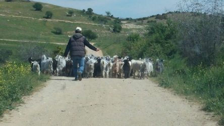 Πλήττει τους κτηνοτρόφους ο κορονοϊός