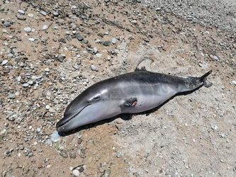 δελφίνι νεκρό Παγγαίου ακρωτηριασμένο