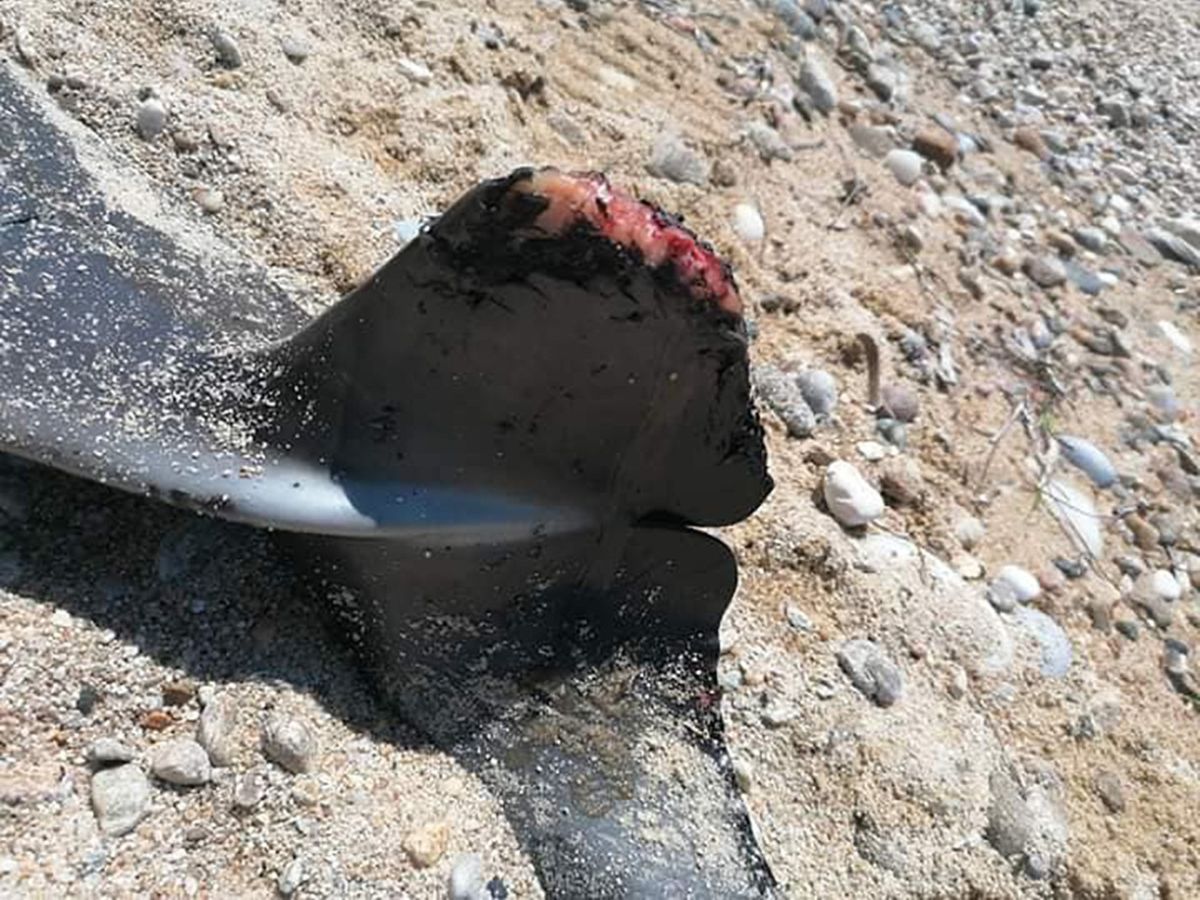 δελφίνι νεκρό Παγγαίου ακρωτηριασμένο