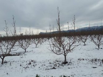 «Ασπρισαν» οι ανθισμένες ροδακινιές σε Ημαθία και Πέλλα