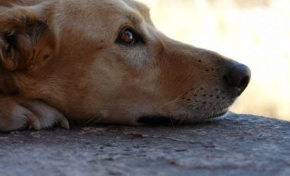 Καρδίτσα: Επικήρυξε με 2000 ευρώ τους δράστες που έριξαν φόλες σε δύο σκυλιά του (ΒΙΝΤΕΟ)