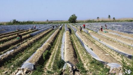 Οι καλλιέργειες με σπαράγγια καταστρέφονται λόγω απουσίας εργατών γης για την συγκομιδή