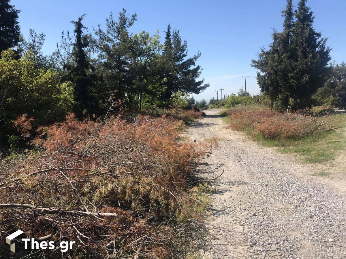 Θεσσαλονίκη δάσος Σέιχ Σου ξερά κλαδιά πυρκαγιά φωτιά
