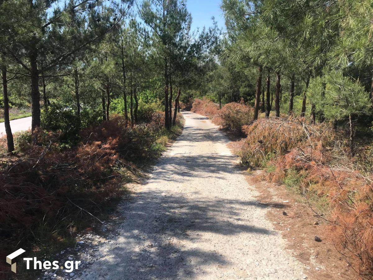 Θεσσαλονίκη δάσος Σέιχ Σου ξερά κλαδιά πυρκαγιά φωτιά