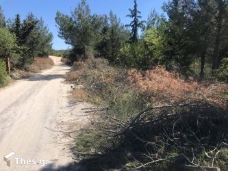Θεσσαλονίκη δάσος Σέιχ Σου ξερά κλαδιά πυρκαγιά φωτιά