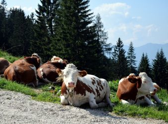 Σε δικαστήριο θα… παρουσιαστούν αγελάδες στη Γερμανία