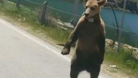 Πήγε βόλτα με το άλογο και τους κυνήγησε αρκούδα στην Πτολεμαΐδα