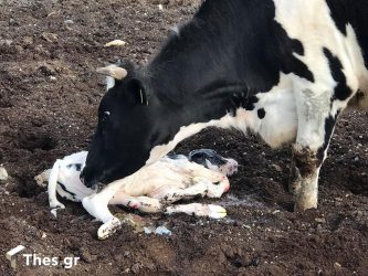 Μπροστά στη γέννηση ενός μοσχαριού (ΒΙΝΤΕΟ & ΦΩΤΟ)
