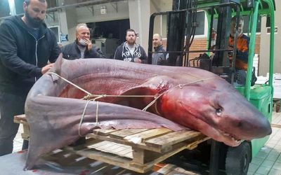 Καβάλα: Ψάρεψαν καρχαριοειδές 330 κιλών! (ΦΩΤΟ)