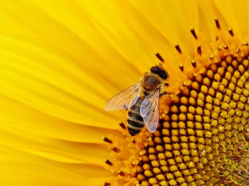 Μέλισσα μέλισσα μέλισσας μέλισσες