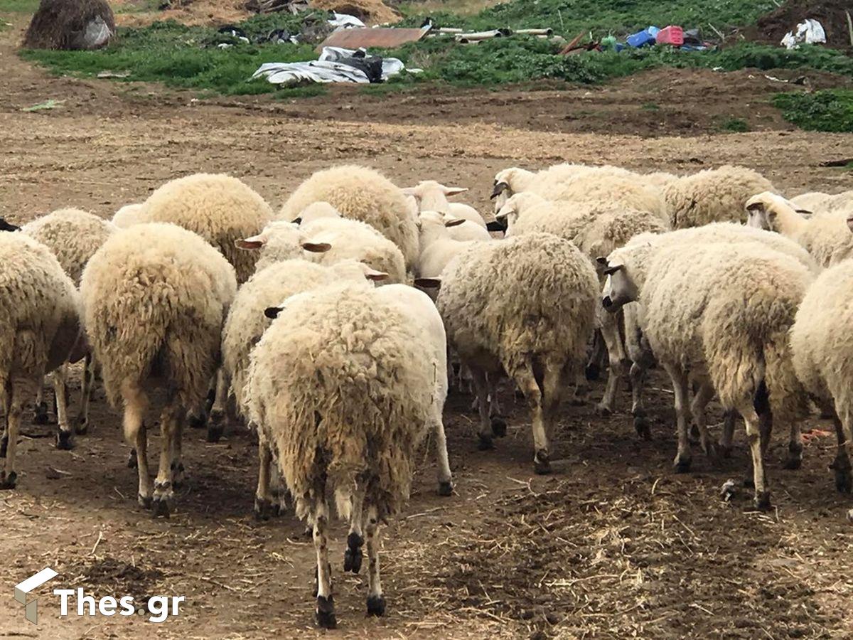 πρόβατα ζώα κοπάδι Καταρροϊκός πυρετός