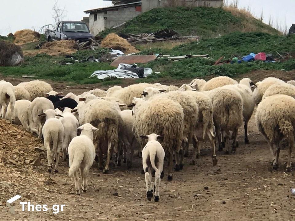 πρόβατα ζώα κοπάδι Σέρρες