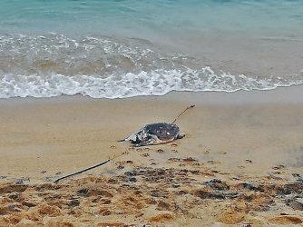 Θεσσαλονίκη: Χελώνα καρέτα καρέτα εντοπίστηκε νεκρή στην Επανομή