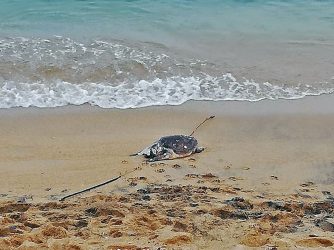 Θεσσαλονίκη: Νεκρή καρέτα-καρέτα στην Επανομή