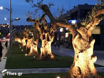 Θεσσαλονίκη: Οι αιωνόβιες ελιές “στολίζουν” την οδό Αγγελάκη (ΒΙΝΤΕΟ & ΦΩΤΟ)