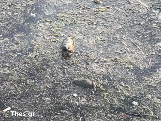 Θεσσαλονίκη: Αηδιαστικό θέαμα με νεκρά ποντίκια στο Θερμαϊκό (ΒΙΝΤΕΟ & ΦΩΤΟ)