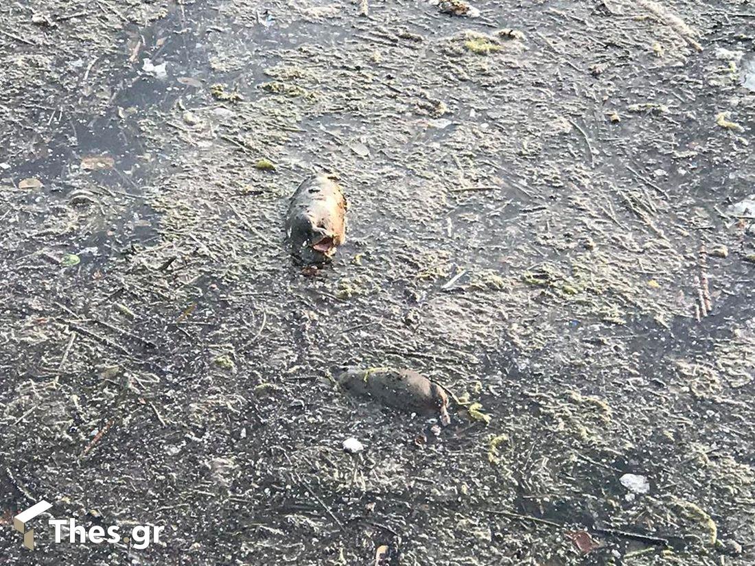 Θεσσαλονίκη ποντίκια Θερμαϊκός