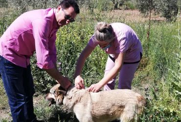 Εμβολιασμός αδέσποτων ζώων από τον ΣΥΠΠΑΖΑΘ