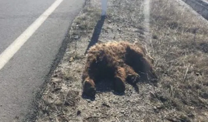 Νεκρή αρκούδα στην Εγνατία Οδό
