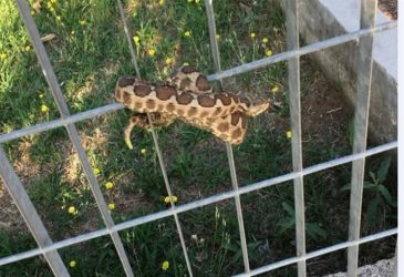Θεσσαλονίκη: Φίδι προκάλεσε πανικό σε παιδική χαρά