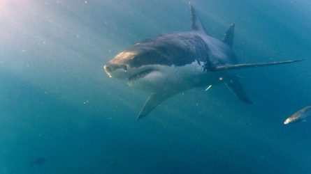Κινδυνεύουν με θάνατο 500.000 καρχαρίες λόγω… κορονοϊού