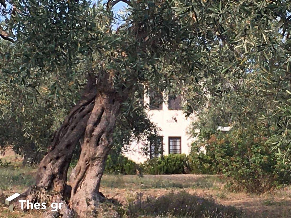 Τζόνσον