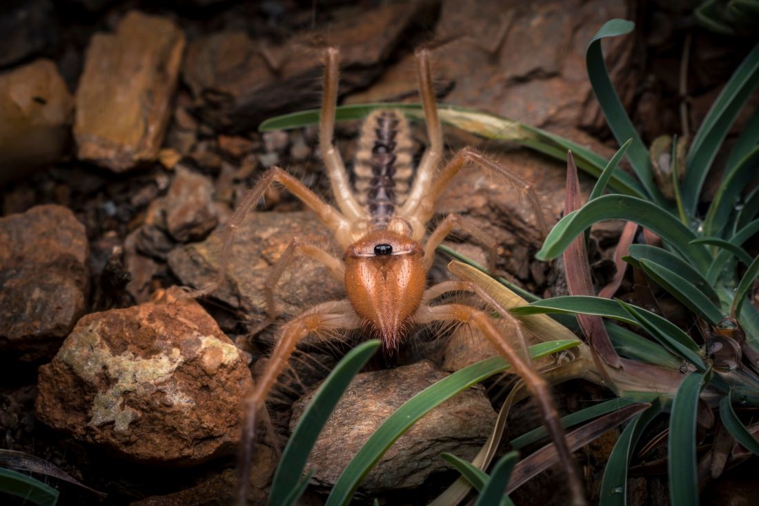 Camel Spider